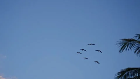 Pelicans Flying Over Cool Dock Caribbean Island B Roll Telephoto Stock Footage 288038391