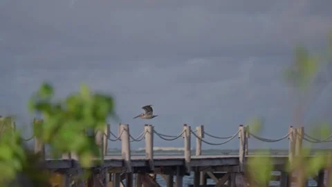 Pelicans Flying Over Cool Dock Caribbean Island B Roll Telephoto Stock Footage 288038404