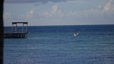 Pelicans Flying Over Cool Dock Caribbean Island B Roll Telephoto Stock Footage 288038416