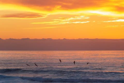 Pelicans flying over the Pacific Ocean during a sunset Stock Photos