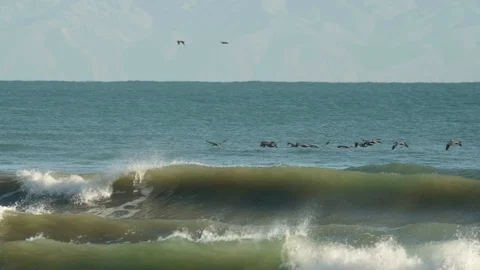 Pelicans flying over waves breaking Stock Footage 88288765