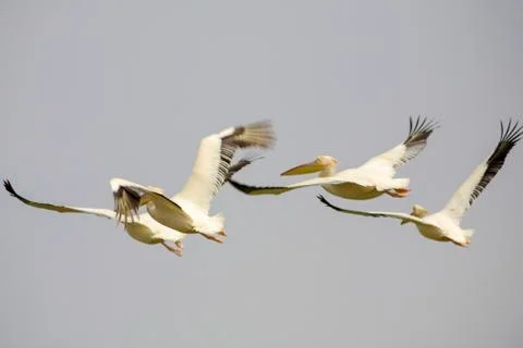 Pelicans flying Stock Photos