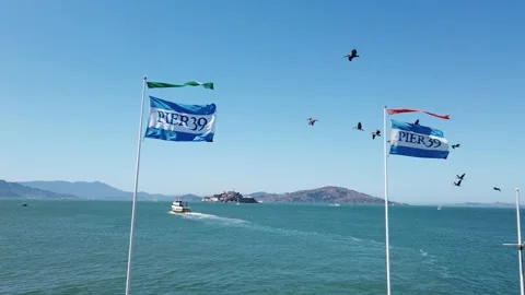 Pelicans flying by Pier 39 flags on a windy summer day Stock Footage 205042908