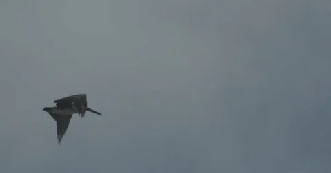 Pelicans flying in the sky Stock Footage 76677030