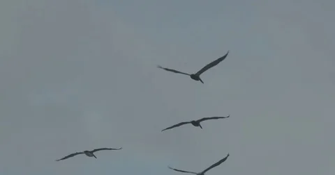 Pelicans flying in the sky Stock Footage 76677032
