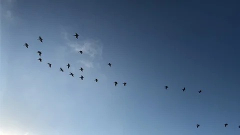 Pelicans flying in the sky Stock Footage 114215513