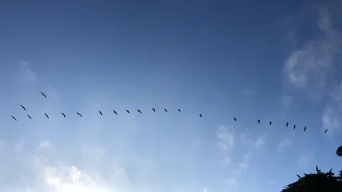Pelicans flying in the sky over the Baker beach in San Francisco Stock Footage 114215752