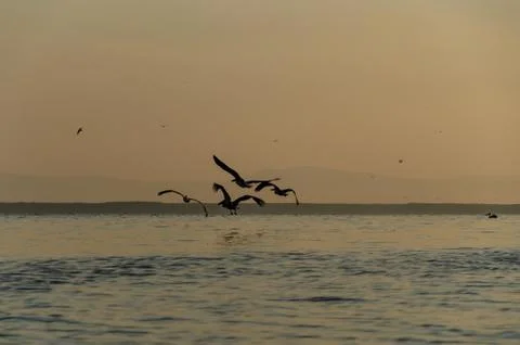 Pelicans is flying in the sky. Stock Photos