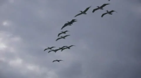 Pelicans Flying in Slow Motion Vidéo 8983425