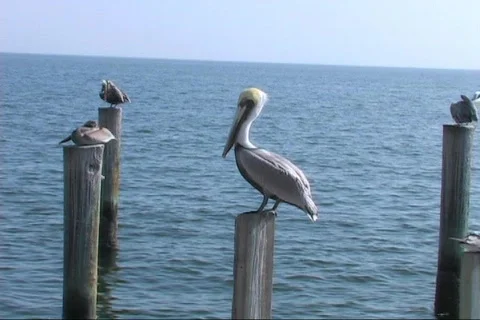 Pelicans 動画素材 327185