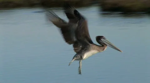 Pelicans Stock-Footage 922777