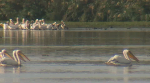 Pelicans Stock Footage 974847