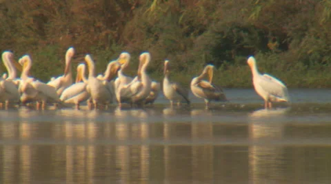 Pelicans Stock Footage 975086