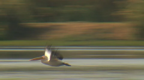 Pelicans Stockbeeldmateriaal 975273