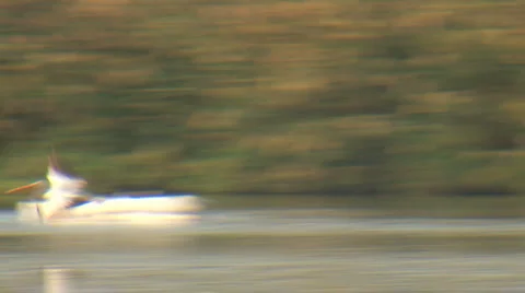 Pelicans Stock Footage 975373