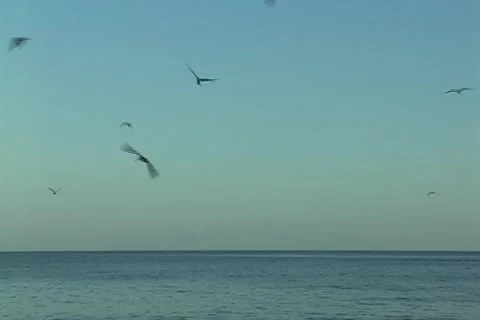 Pelicans 스톡 동영상 1231179