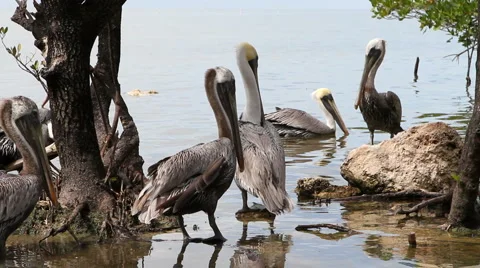 Pelicans Stock Footage 1841966