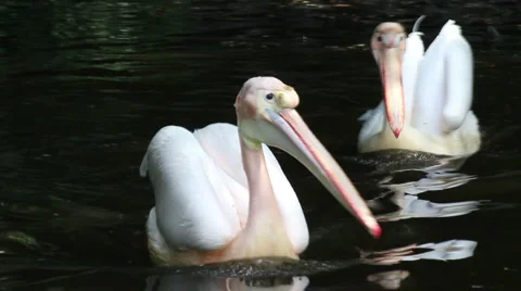 Pelicans Video stock 5205152