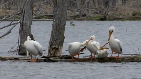 Pelicans Video stock 7736869
