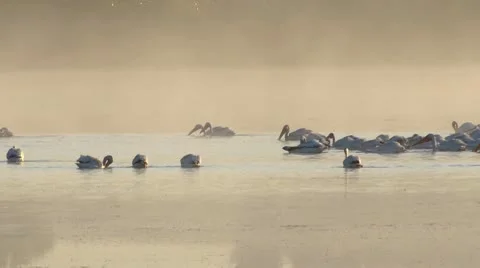 Pelicans Stock Footage 8991629