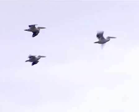 Pelicans Stock Footage 8994416