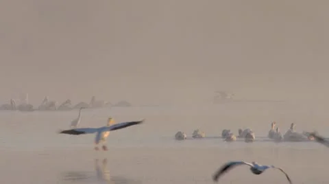 Pelicans Video stock 9055619