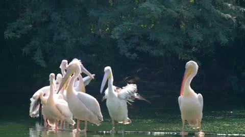 Pelicans 動画素材 12229205