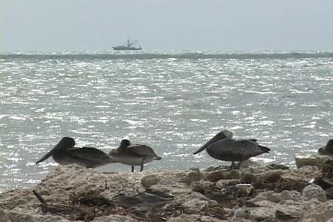 Pelicans Stock Footage 20713427