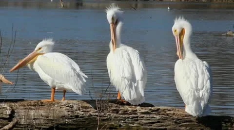 Pelicans Video stock 21580387