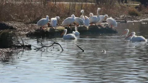 Pelicans 스톡 동영상 21598531