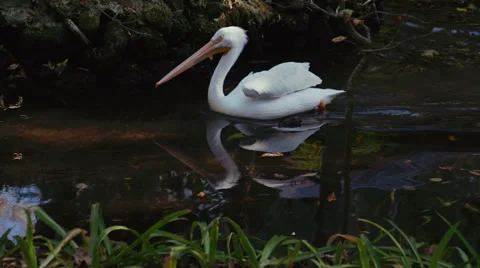 Pelicans Stock Footage 45281550