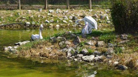 Pelicans Stock Footage 96119298