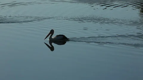 Pelicans Stock Footage 111361444