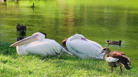 Pelicans Stock Footage 136150711