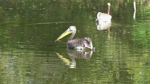 Pelicans 動画素材 139902608