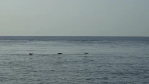 Pelicans Stock Footage 143372886
