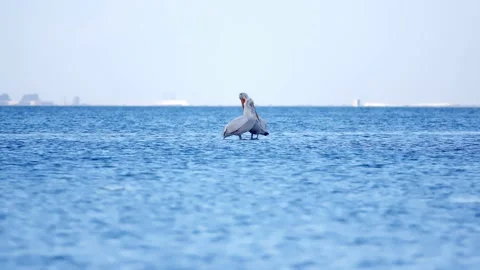 Pelicans Stock Footage 144643329