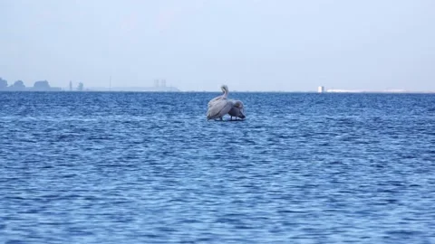 Pelicans Stock Footage 144674413