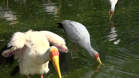 Pelicans Stock Footage 151918234