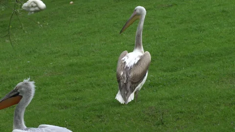 Pelicans Stock Footage 154191087