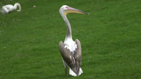 Pelicans Stock Footage 154191167