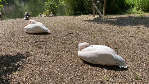 Pelicans Stock Footage 242694161