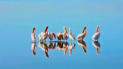 Pelicans Stock Footage 282884352