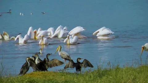 Pelicans Stock Footage 282887563