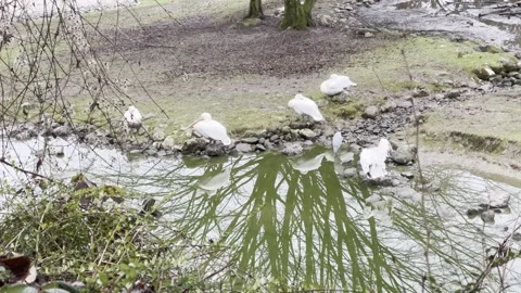 Pelicans Stock Footage 297081013