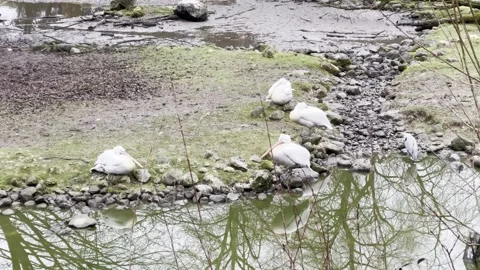 Pelicans Stock Footage 297081021