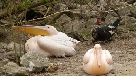 Pelicans Stock Footage 345575317