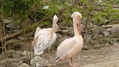 Pelicans Stock Footage 345575518