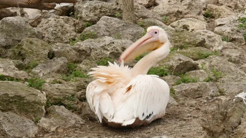 Pelicans Stock Footage 345575722
