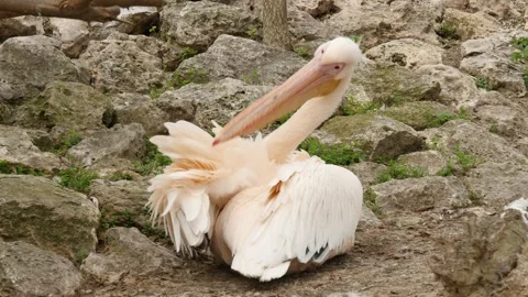 Pelicans Stock Footage 345575793